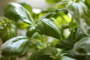 Read more about the article Discover the Benefits of Holy Basil: The Ultimate Stress Supplement – 2024